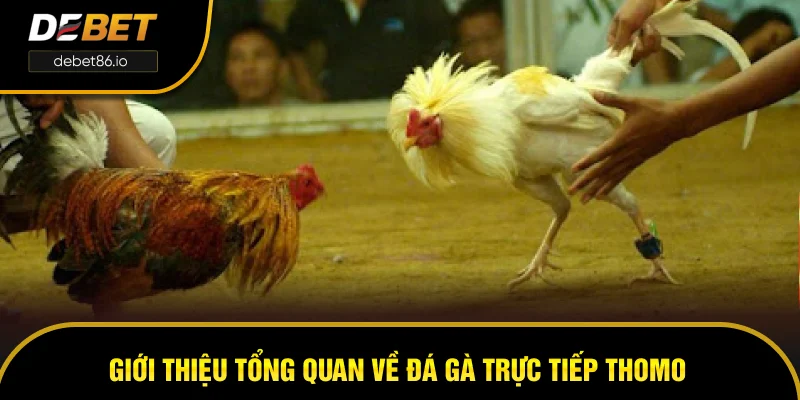 Giới thiệu tổng quan về đá gà trực tiếp Thomo