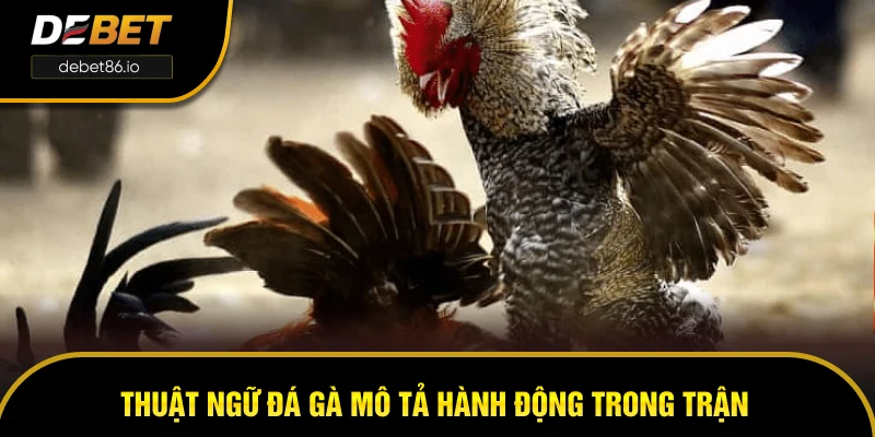 Thuật ngữ đá gà mô tả hành động trong trận Thuật ngữ đá gà mô tả hành động trong trận