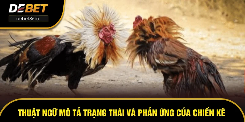 Thuật ngữ mô tả trạng thái và phản ứng của chiến kê Thuật ngữ mô tả trạng thái và phản ứng của chiến kê